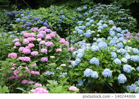 Clusters of colorful hydrangeas Clusters of colorful hydrangeas 140244886