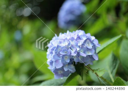 The blue hydrangeas bloomed beautifully. The blue hydrangeas bloomed beautifully. 140244890