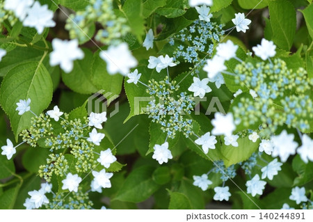 The white, star-like hydrangeas have bloomed beautifully. The white, star-like hydrangeas have bloomed beautifully. 140244891