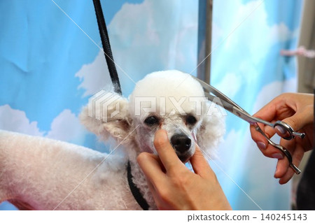 Bailey, the adorable toy poodle, during grooming. Bailey, the adorable toy poodle, during grooming. 140245143