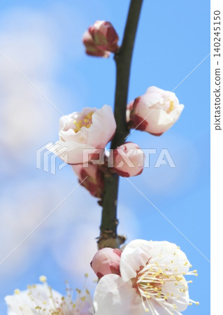 Blue sky and white plum blossoms Blue sky and white plum blossoms 140245150