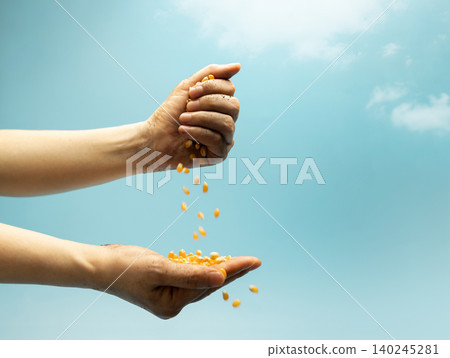 Hands pouring raw corn seeds against blue sky in sunlight. Agriculture, farming, food production Hands pouring raw corn seeds against blue sky in sunlight. Agriculture, farming, food production 140245281