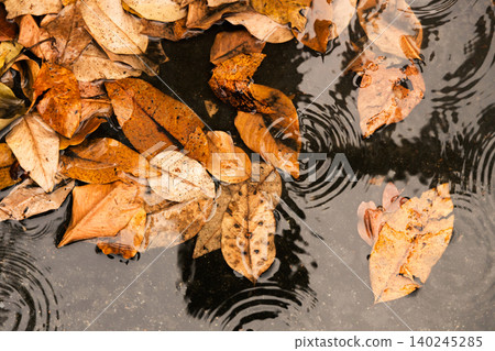 Top view of dried autumn leaves floating on rainwater Top view of dried autumn leaves floating on rainwater 140245285