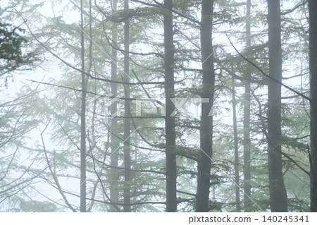 A quiet forest of coniferous trees shrouded in mist A quiet forest of coniferous trees shrouded in mist 140245341