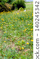 Yellow flower 140245342