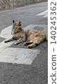 Cat  140245362