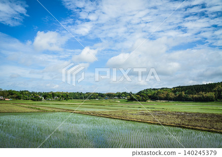 Rice paddies during planting season and the scenery of lush, green rural landscapes. 140245379