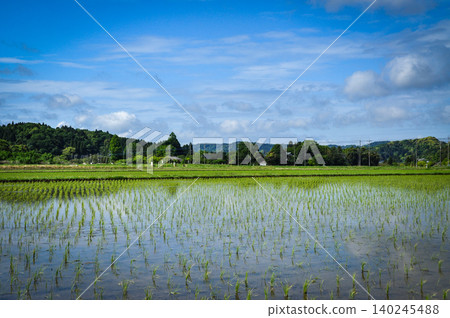 Rice paddies during planting season and the scenery of lush, green rural landscapes. Rice paddies during planting season and the scenery of lush, green rural landscapes. 140245488
