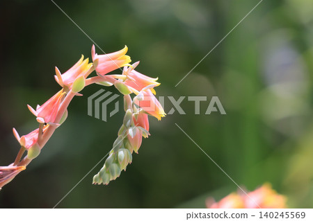 多肉植物:擬石蓮花 多肉植物:擬石蓮花 140245569