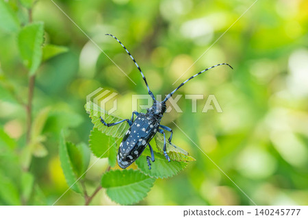 Gomadarakamikiri Gomadarakamikiri 140245777