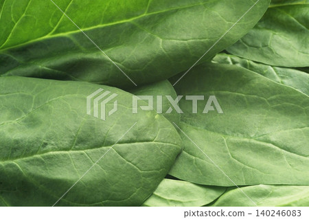 Fresh raw spinach leaves Fresh raw spinach leaves 140246083