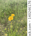 Dandelion 140246176