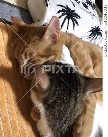 Two cats playing together amicably Two cats playing together amicably 140246335
