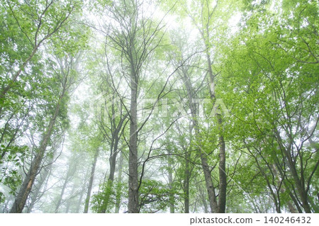 A tranquil scene looking up at a forest of fresh green leaves shrouded in mist. A tranquil scene looking up at a forest of fresh green leaves shrouded in mist. 140246432