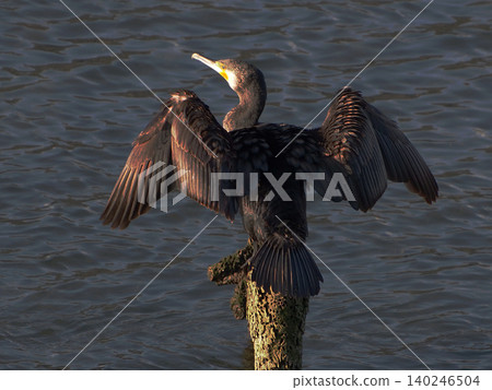 A cormorant spreads its wings and flaps them on a stake (a cormorant on the Kagami River bathed in the early spring sunset). A cormorant spreads its wings and flaps them on a stake (a cormorant on the Kagami River bathed in the early spring sunset). 140246504