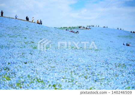 日立海濱公園的Nemophila 日立海濱公園的Nemophila 140246509