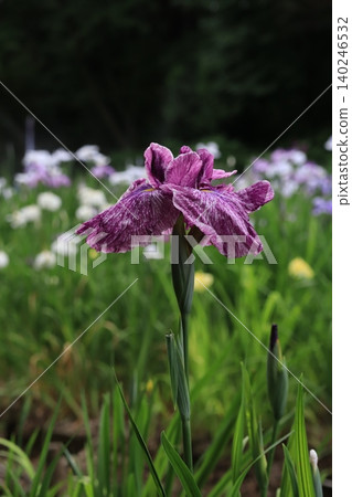Iris garden 140246532