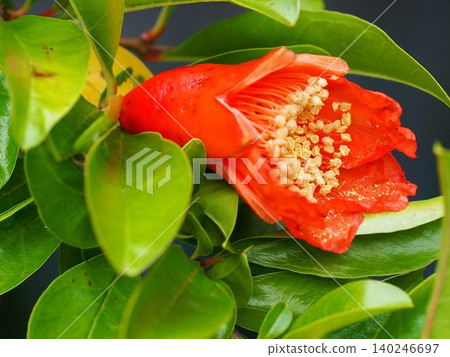 A close-up of the single red flower center! (A single orange pomegranate flower) A close-up of the single red flower center! (A single orange pomegranate flower) 140246697