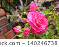 Brick wall and deep pink roses Brick wall and deep pink roses 140246738