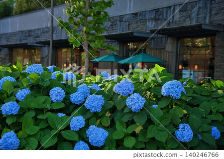The blue hydrangeas of Oike Street in Kyoto are known as "Oike Blue." The blue hydrangeas of Oike Street in Kyoto are known as "Oike Blue." 140246766