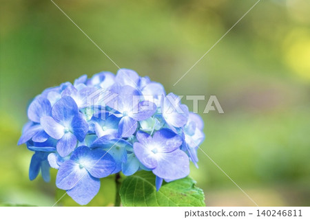 一朵藍色繡球花 一朵藍色繡球花 140246811