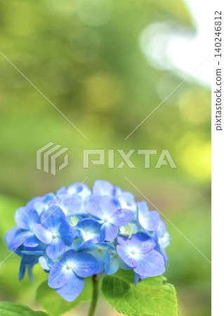 綠色背景的藍色繡球花 綠色背景的藍色繡球花 140246812