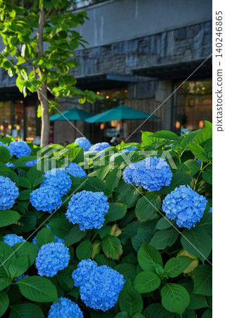 The blue hydrangeas of Oike Street in Kyoto are known as "Oike Blue." The blue hydrangeas of Oike Street in Kyoto are known as "Oike Blue." 140246865