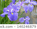 Iris 140246879