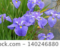 Iris garden 140246880