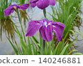 The irises blooming at the water's edge 140246881