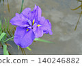Iris 140246882