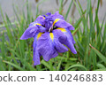 Iris 140246883