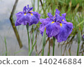 Iris 140246884