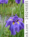 Blue Iris 140246885