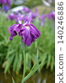 Purple-flowered iris 140246886