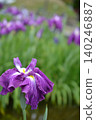 Iris 140246887