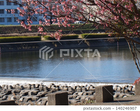Kawazu cherry blossoms and the trim weir on the Kagami River (a view from the riverbank in early spring) 140246907