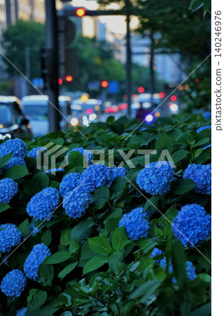 The blue hydrangeas of Oike Street in Kyoto are known as "Oike Blue." 140246976