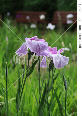 Iris garden Iris garden 140247024