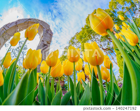 A clear winter day in February: Yellow tulips in planters and the monument at Ofuna Flower Center, viewed through a fisheye lens. A clear winter day in February: Yellow tulips in planters and the monument at Ofuna Flower Center, viewed through a fisheye lens. 140247192