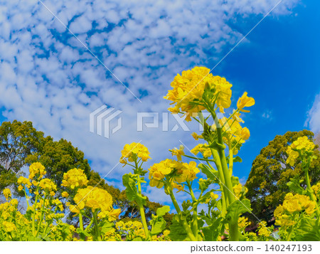 A clear winter day in February. The park is deserted, with the evergreen trees and the blooming rapeseed flowers adorning the winter sky, viewed through a fisheye lens. A clear winter day in February. The park is deserted, with the evergreen trees and the blooming rapeseed flowers adorning the winter sky, viewed through a fisheye lens. 140247193