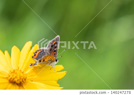 Lycaena phlaeas 140247278