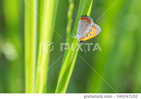 Lycaena phlaeas 140247282