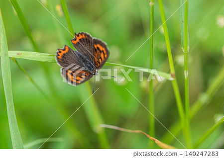Lycaena phlaeas 140247283