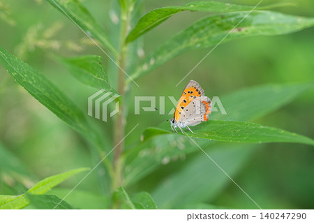 Lycaena phlaeas 140247290