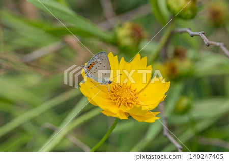 Swallowfish that sucks nectar of flowers Swallowfish that sucks nectar of flowers 140247405
