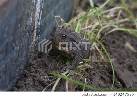 Common Toad on Muddy Ground in the Garden Common Toad on Muddy Ground in the Garden 140247550