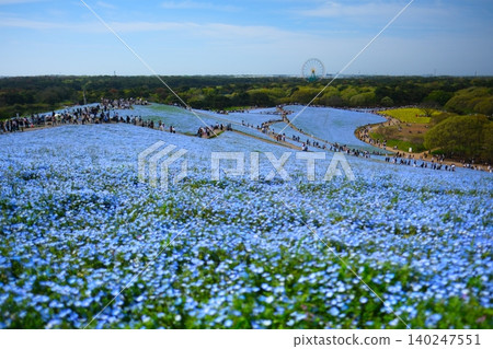 Nemophila of Hitachi Seaside Park Nemophila of Hitachi Seaside Park 140247551
