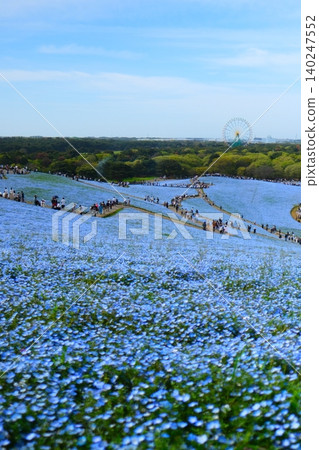 Nemophila of Hitachi Seaside Park Nemophila of Hitachi Seaside Park 140247552