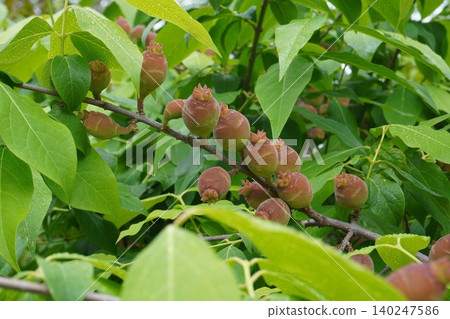 Wintersweet fruit - May 2026 Wintersweet fruit - May 2026 140247586